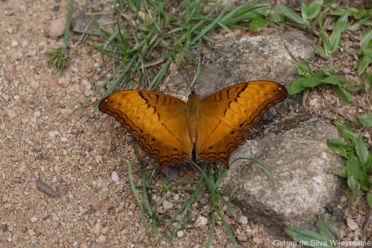 Vindula erota Fabricius, 1793